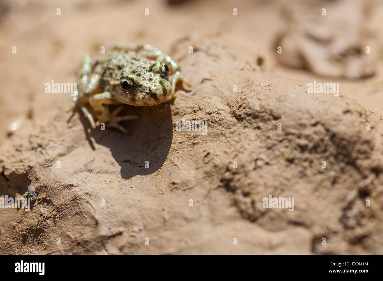 parsley frog Stock Photo
