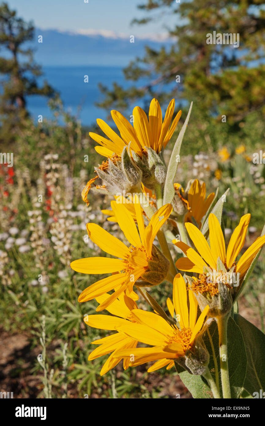Sierra Nevada wildflowers with out of focus Lake Tahoe in the
