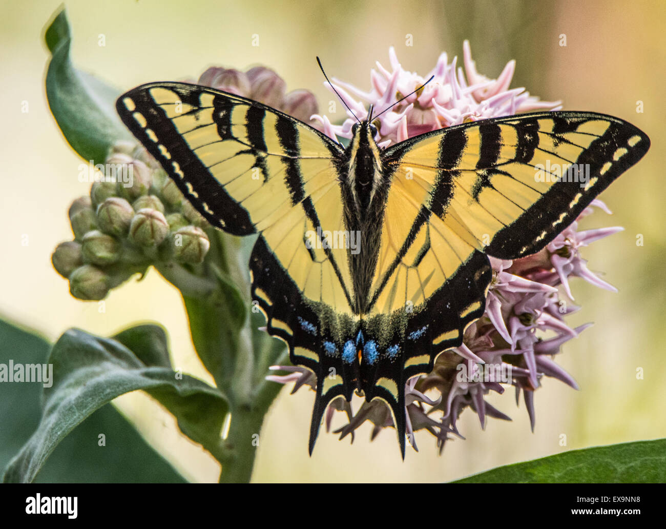 Butterflies, Eastern Tiger Swallowtail Butterfly feeding off nector from Bloomimg Common Milkweed plant. Idaho, USA Stock Photo