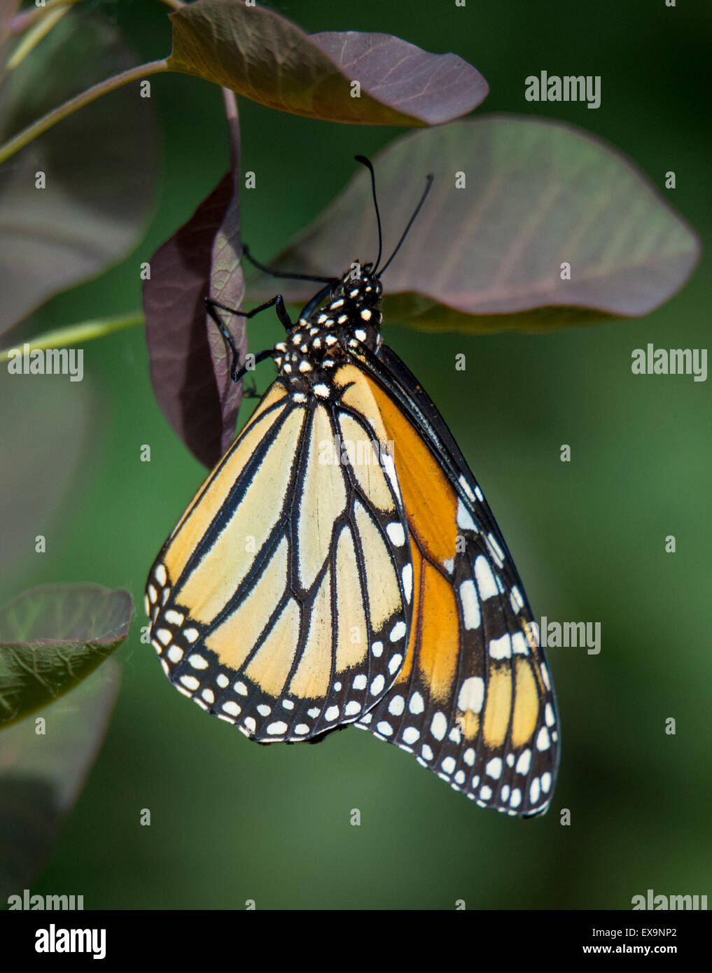 Butterflies, Endangered Monarch Butterfly hanging on colorful leaf laying egg, Idaho, USA, North America Stock Photo