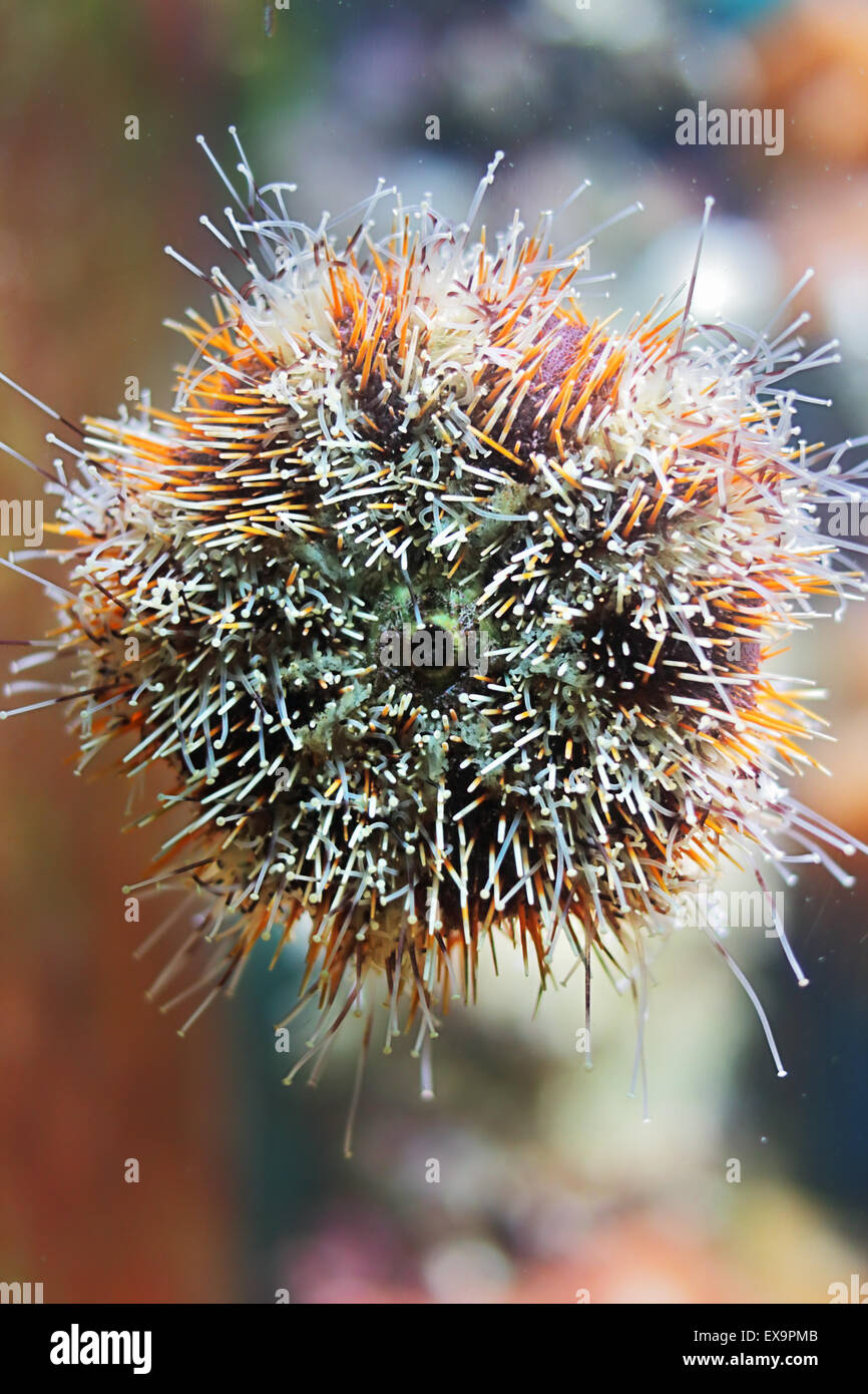 The sea urchin latched on its tentacles to the glass Stock Photo