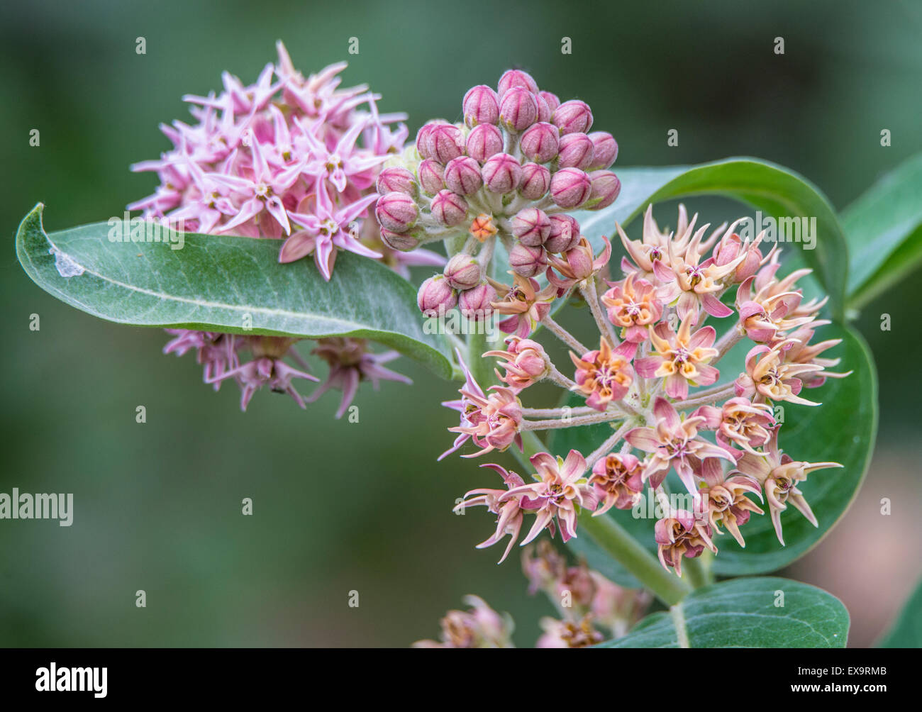 Butterflies,Food, Blooming Common Milkweed PLant growing in a riparian backyard.  Idaho, Usa, North America Stock Photo