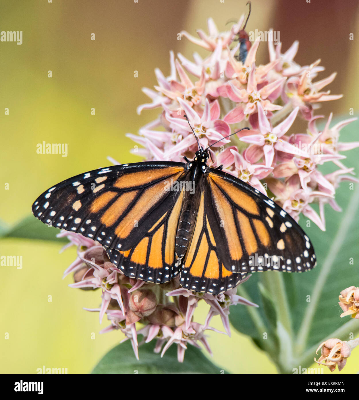 Butterflies, Male Monarch Butterfly feeding sipping nector from Blooming common Milweed Plant. Idaho, USA, North American Stock Photo