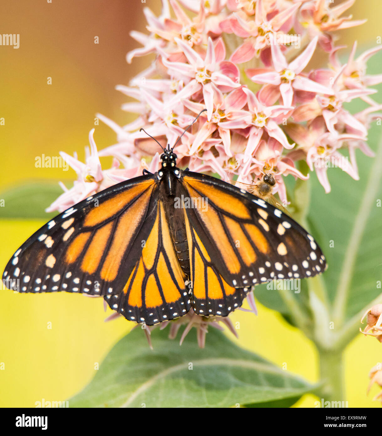 Butterflies, Male Monarch Butterfly sipping nector from Common Blooming Milkweed Plant. Idaho, USA, North American Stock Photo