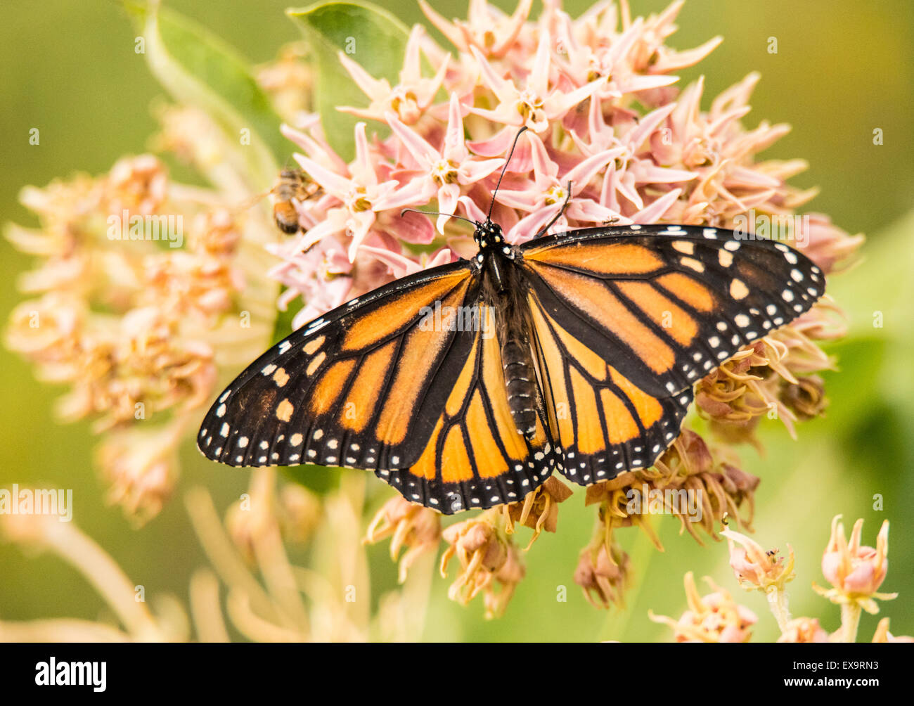 Butterflies, Endangered Monarch Butterfly sipping nector from Blooming Common Milweed Plant. Idaho, USA Stock Photo