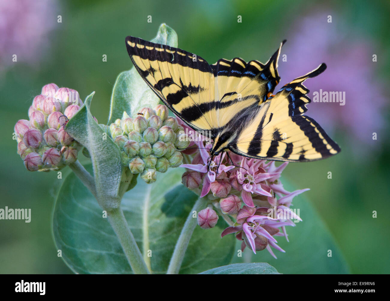 Butterflys,  Tiger Swallowtail Butterfly sipping nector from Bloomimg Common Milkweed plant. Idaho, USA. North American Stock Photo