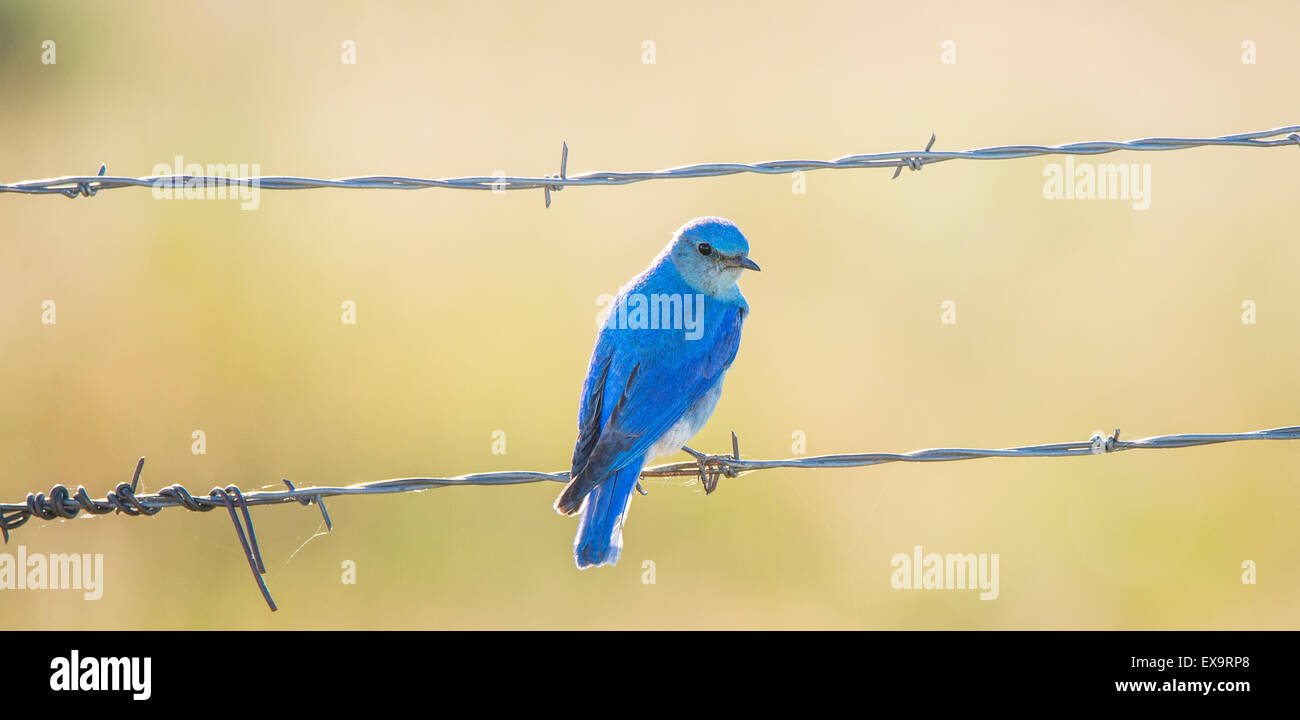 Birds, Mountain Blue Bird perched on a fence. Idaho State Bird, Idaho, USA Stock Photo