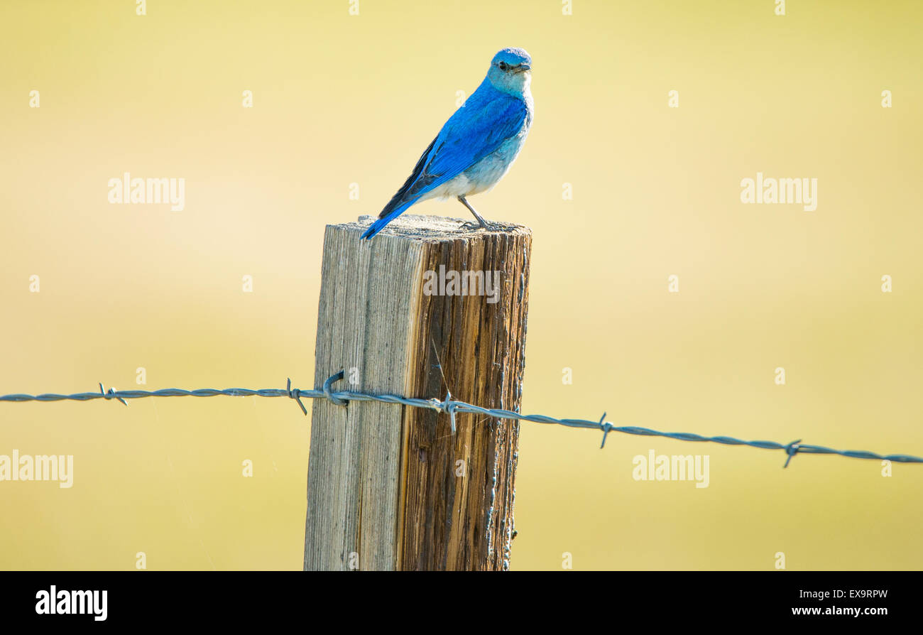 Bird On Fence High Resolution Stock Photography and Images Alamy