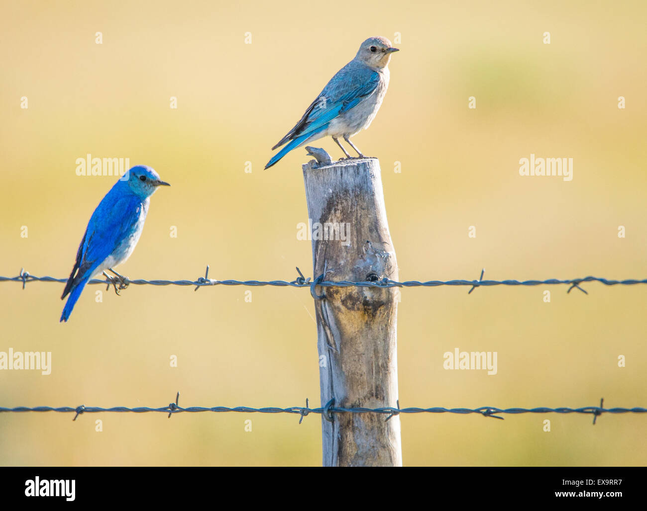 Tender Clouds with Yellow Swallows - Dark Blue