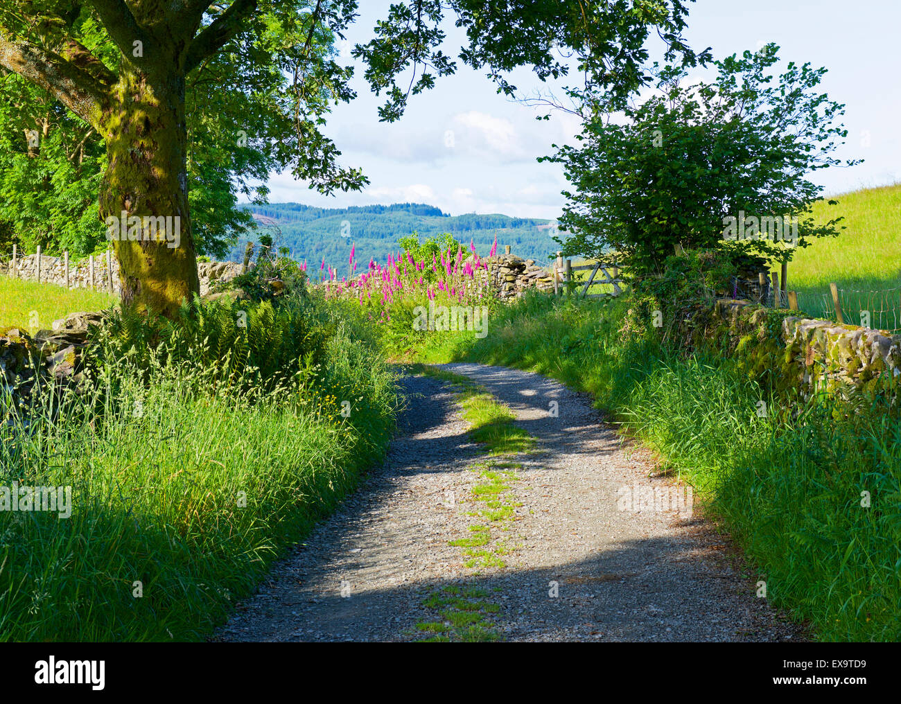Green lane in the Troutbeck Valley, Lake District National Park, Cumbria, England UK Stock Photo