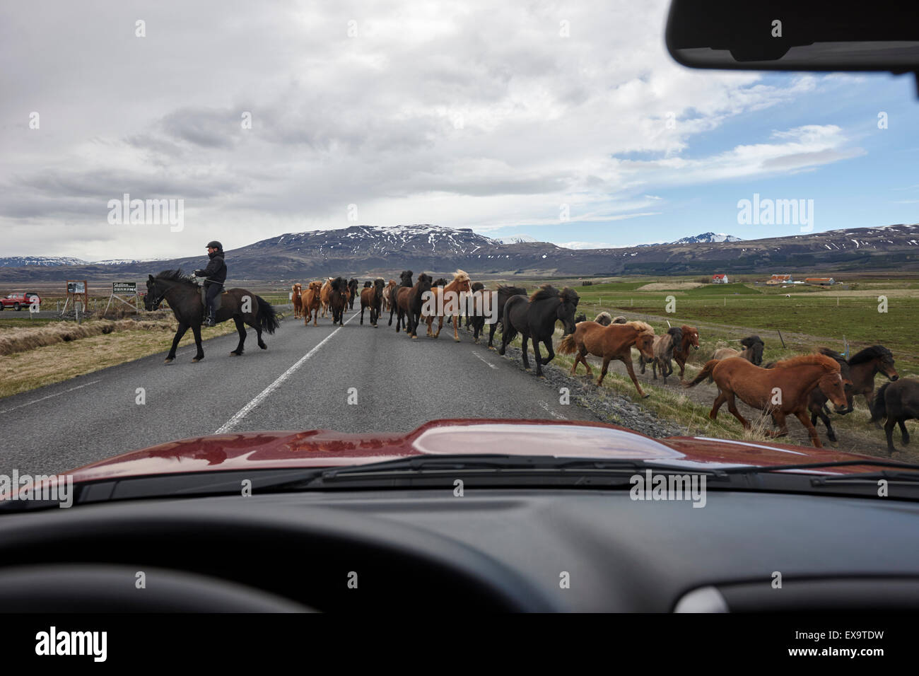 herd of icelandic horses being driven across the road iceland Stock Photo