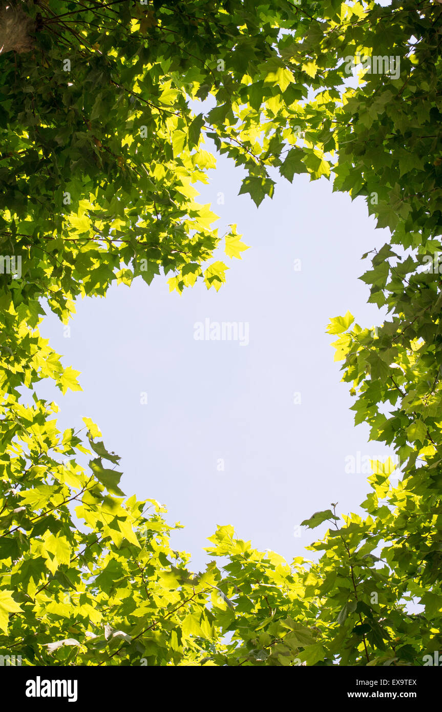 Clear sky through tree leaves Stock Photo