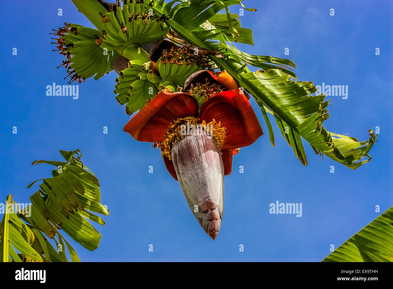 Banana tree with flower in Paphos, Cyprus Stock Photo Alamy
