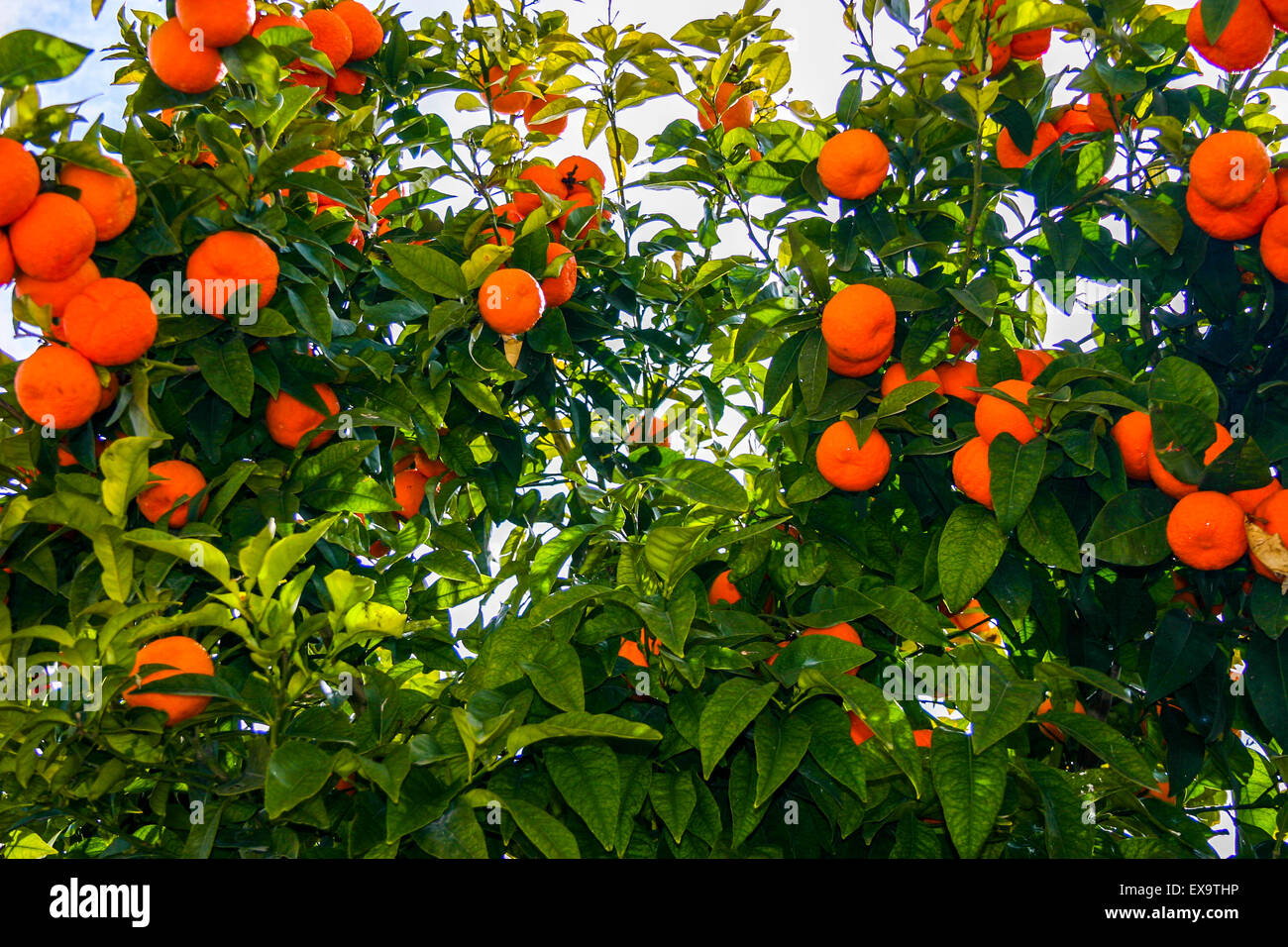 Orange tree fruit in a garden in Cyprus Stock Photo Alamy
