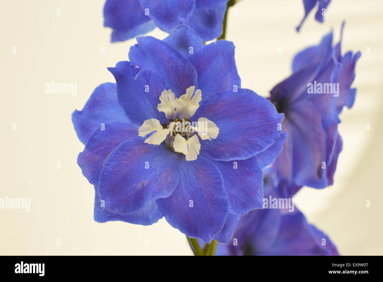 Delphinium 'Blue Bird' isolated on white background Stock Photo