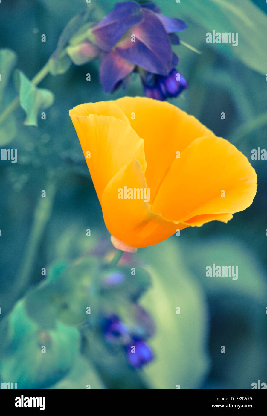 Eschscholzia californica 'Orange King', Californian poppy, planted with Cerinthe major 'Purpurascens', Honeywort. Stock Photo