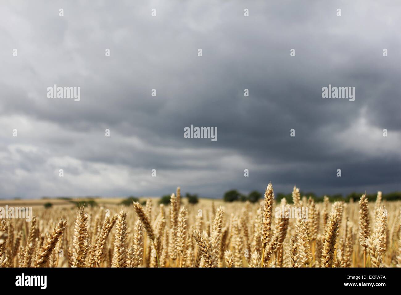 Wheat field storm clouds hi-res stock photography and images - Alamy