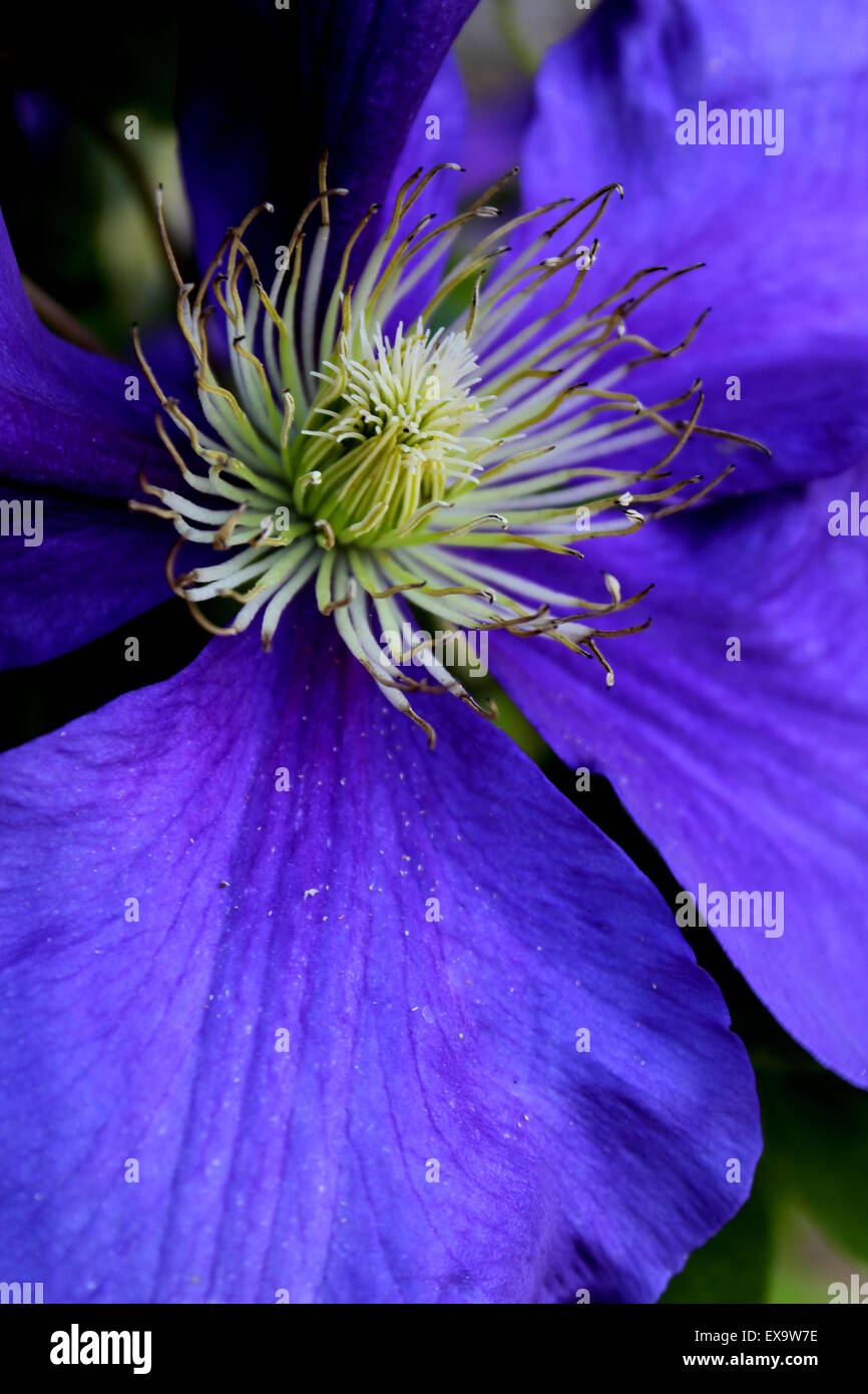 Blue Clematis detail Stock Photo