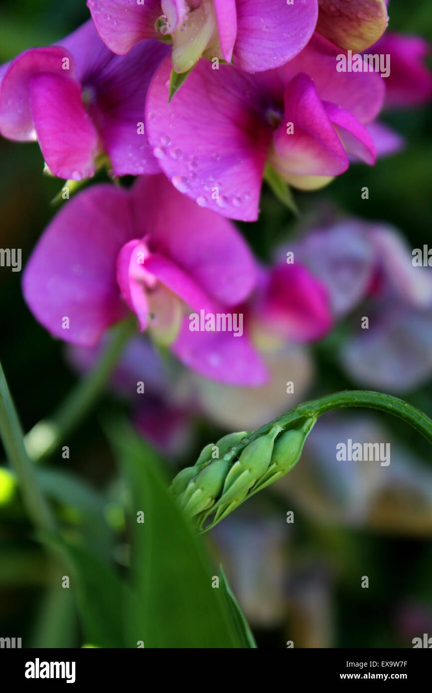 Snap pea flowers with water droplets Stock Photo Alamy