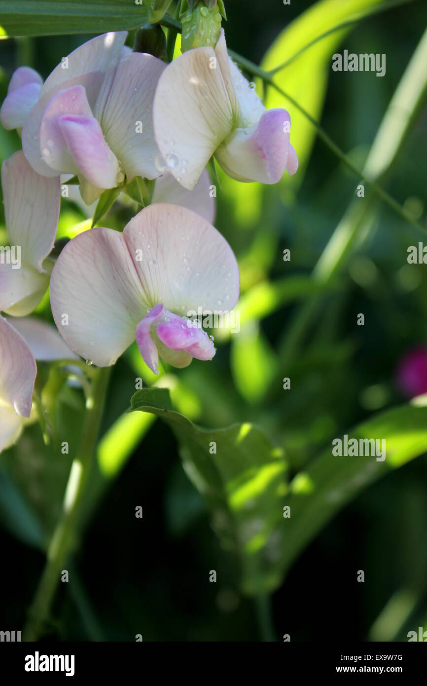 Snap pea flowers with rain drops Stock Photo Alamy