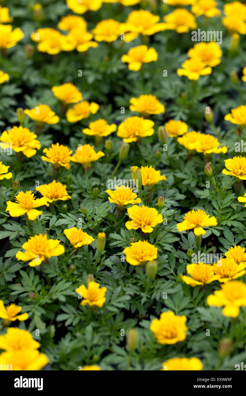 Marigold Flowers Closeup Stock Photo