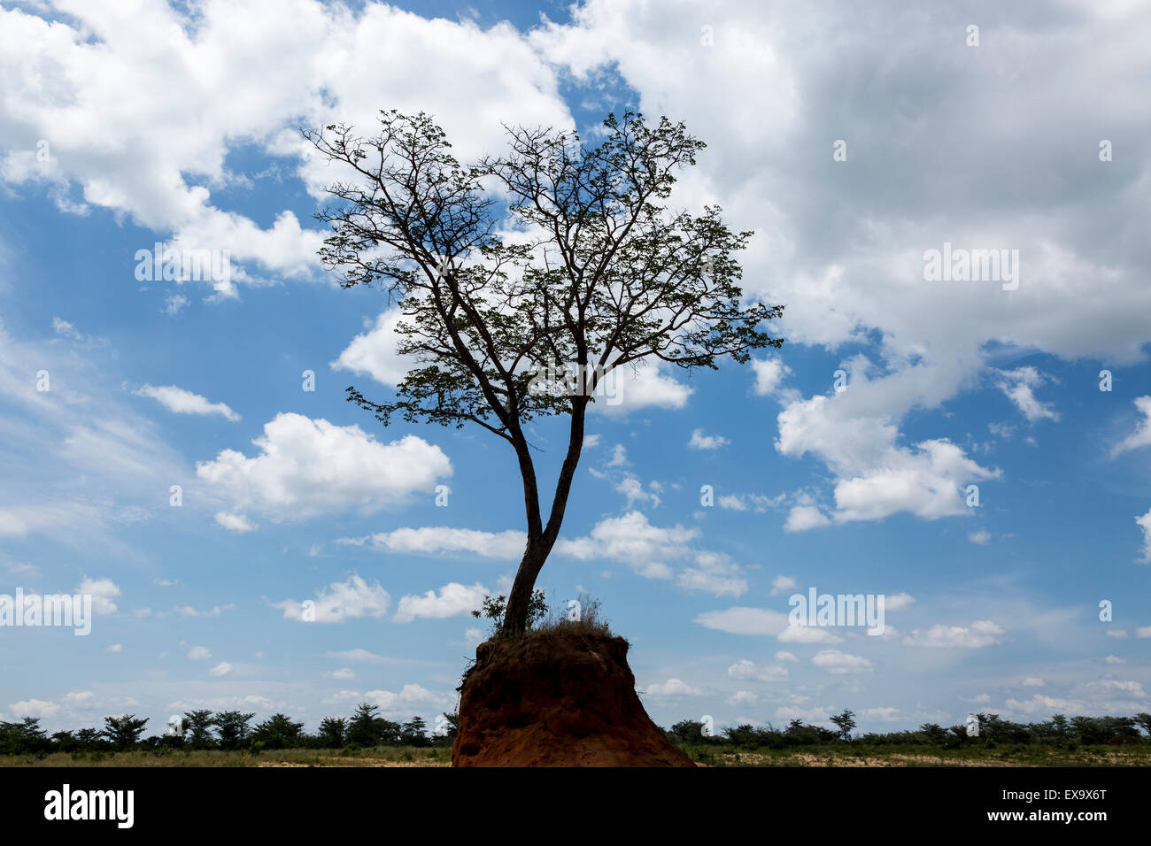 Africa, Botswana, Lone tree on eroded hilltop in Kalahari Desert Stock Photo
