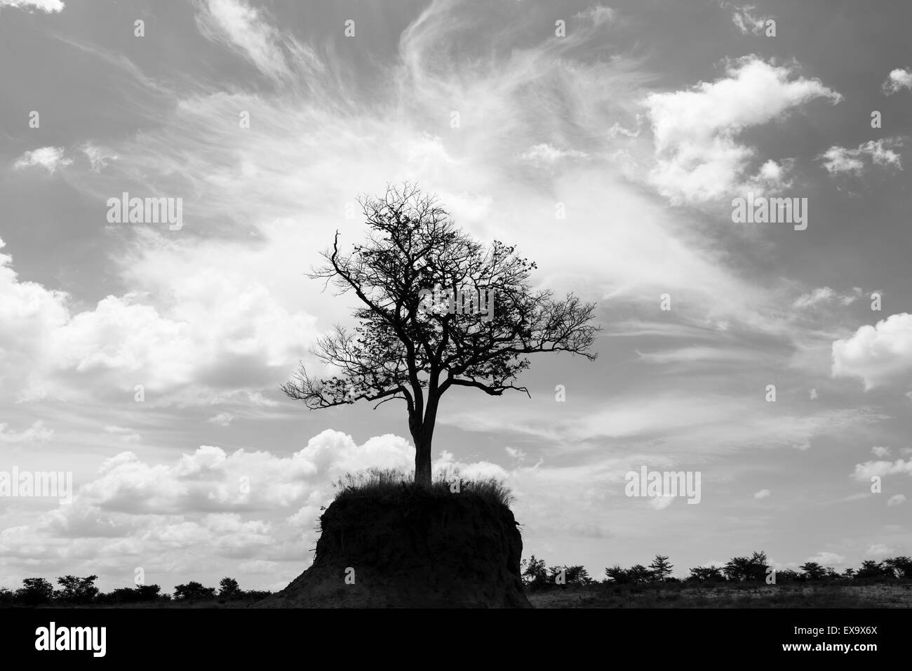 Africa, Botswana, Lone tree on eroded hilltop in Kalahari Desert Stock Photo