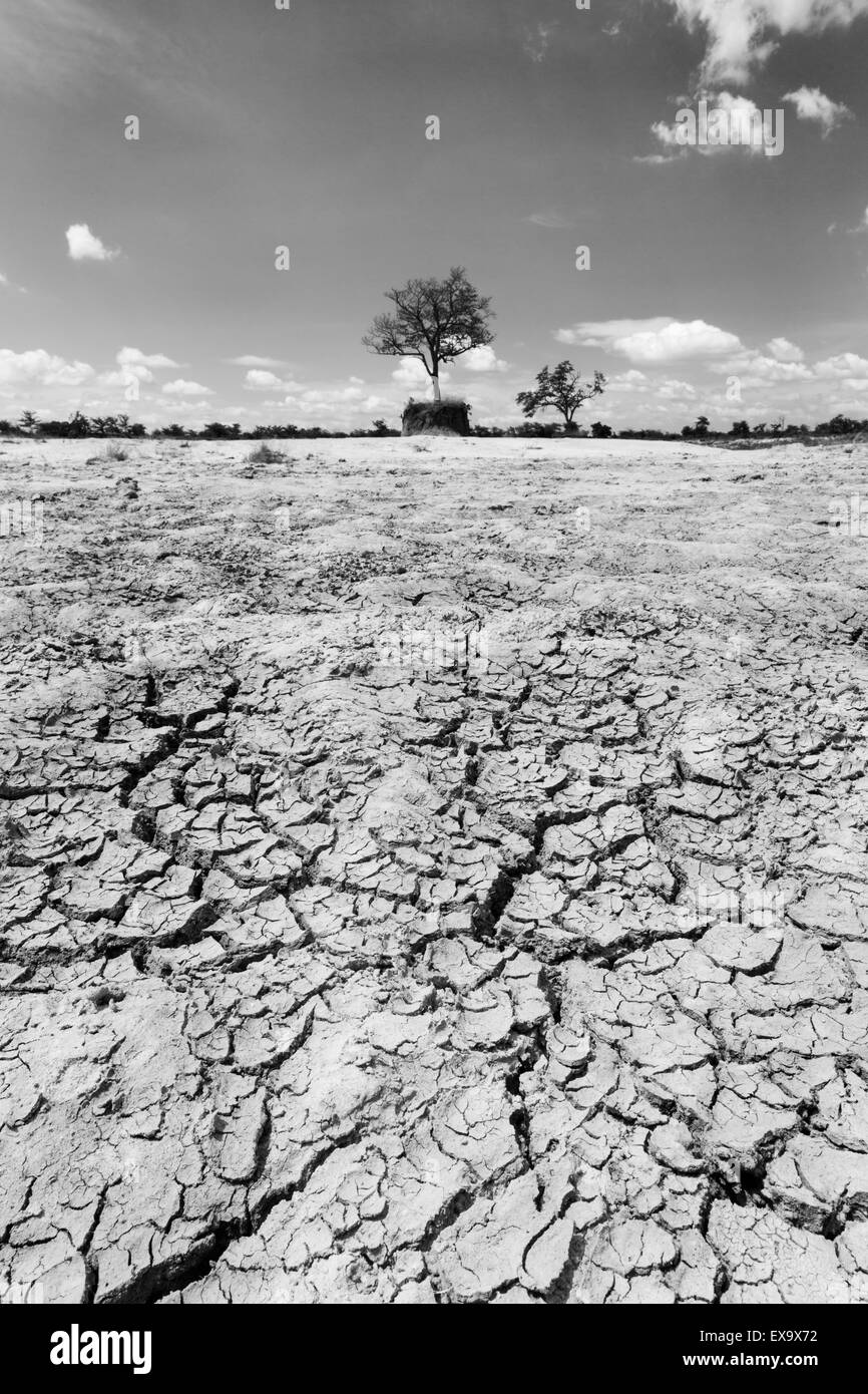 Africa, Botswana, Cracked mud lake bed surrounds lone tree on eroded hilltop in Kalahari Desert Stock Photo