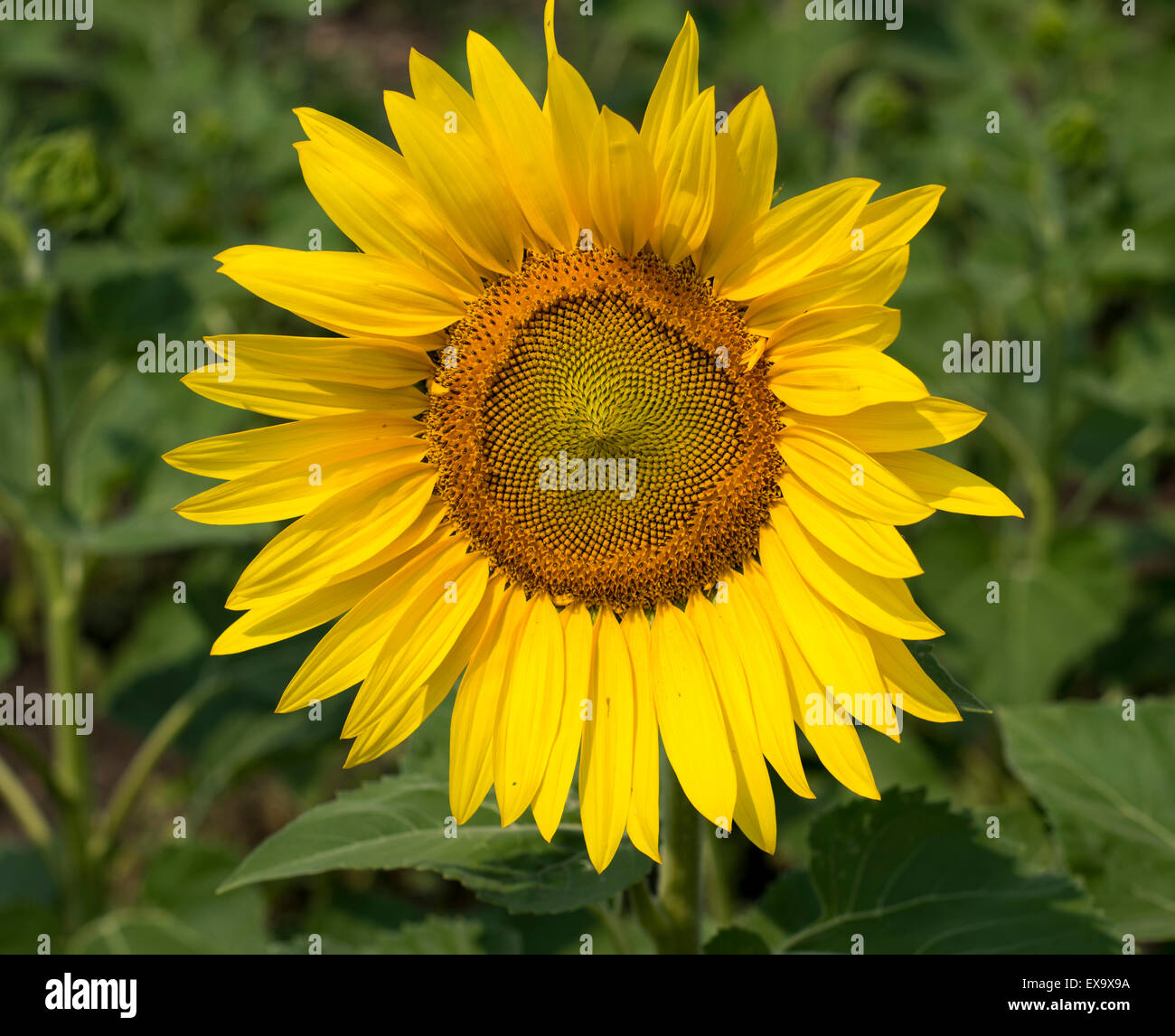 Funflower sunflower flower close up Stock Photo - Alamy