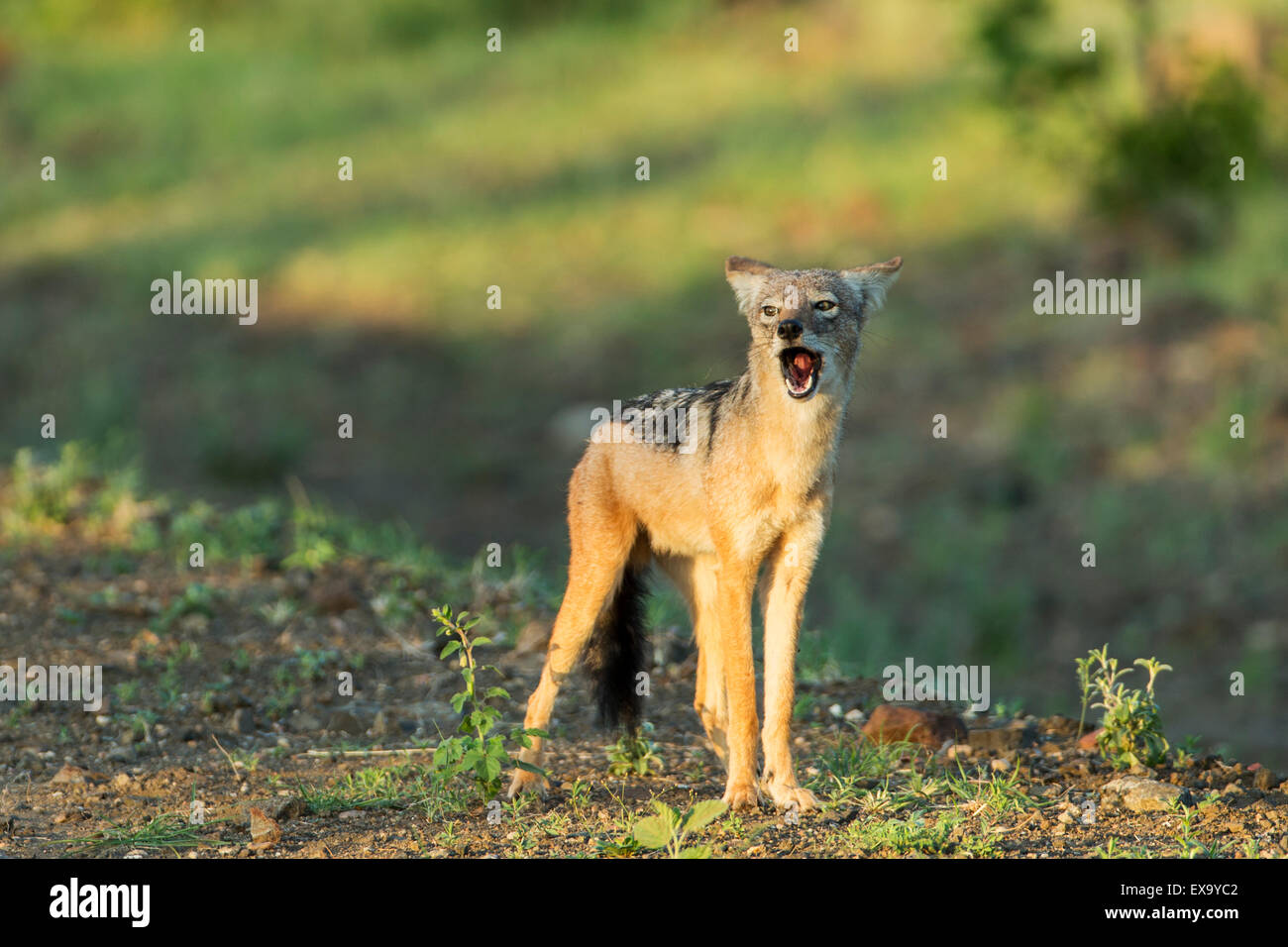 South Africa, Kruger National Park, Black-backed jackal (Canis mesomelas) howling at forest’s edge at sunrise Stock Photo