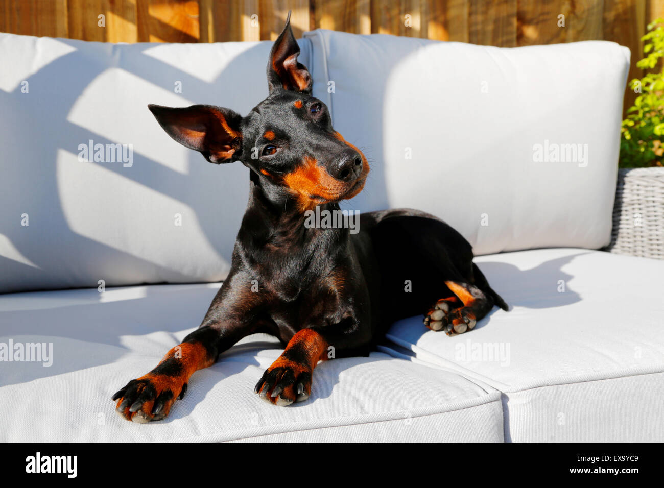 A cute dog, a pedigree Manchester Terrier, relaxing on a garden chair in the sun. Its looking straight into the camera with a tilted quizzical look Stock Photo