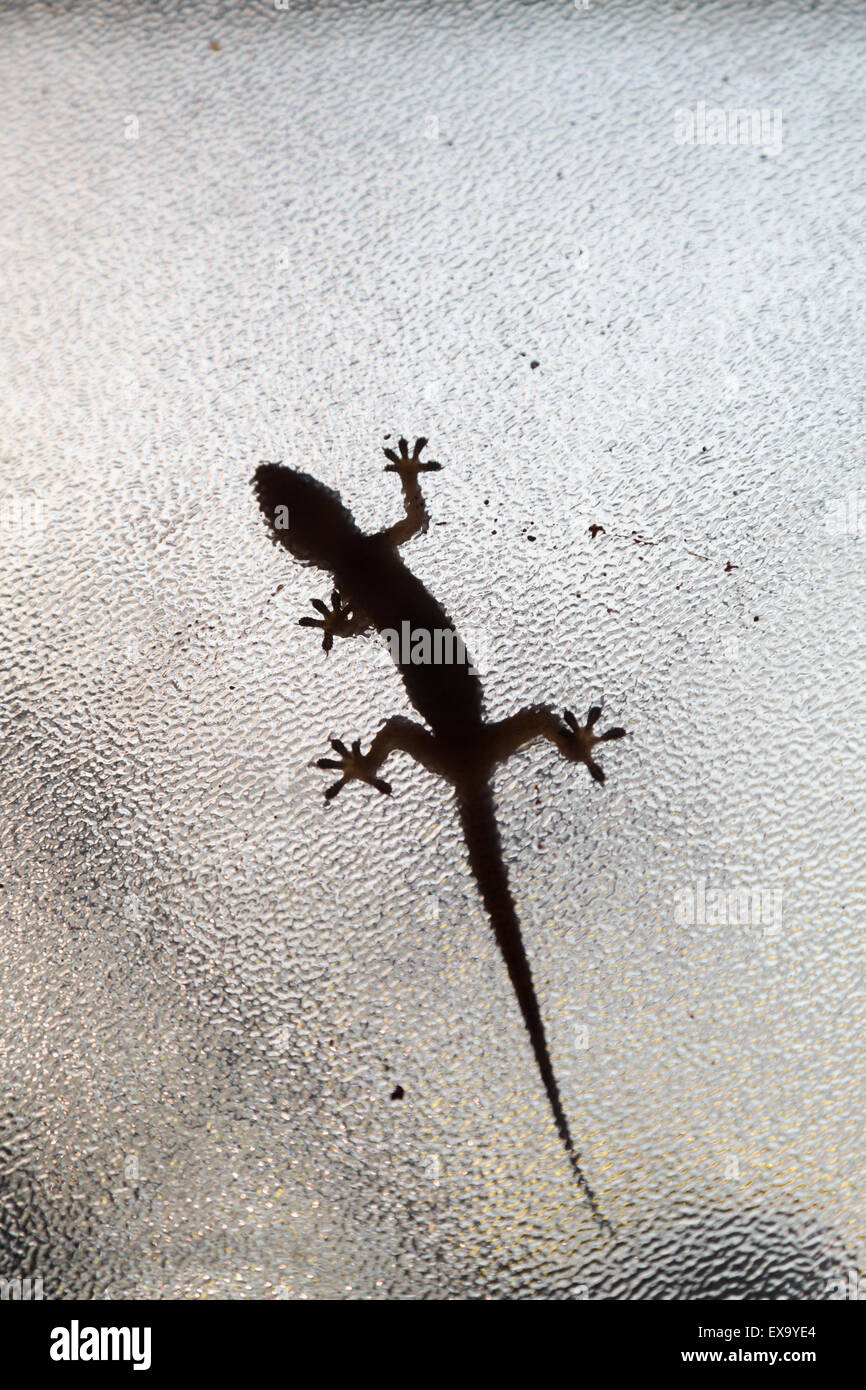 Underside of a house gecko (Hemidactylus sp.) walking on a glass window, Asuncion, Paraguay Stock Photo