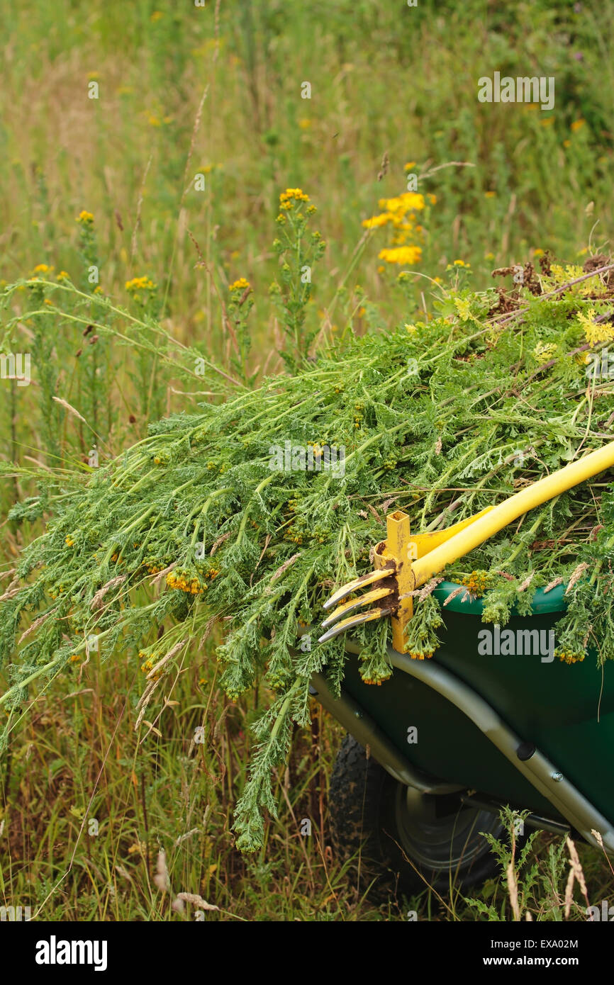 Ragwort and horses hi-res stock photography and images - Alamy