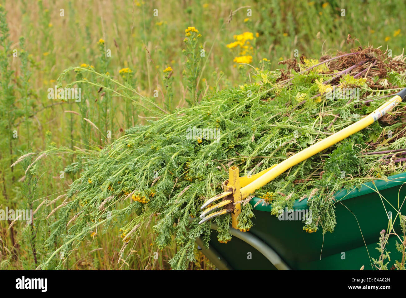 Ragwort, pulling Ragwort out of a field, Norfolk, England, United ...