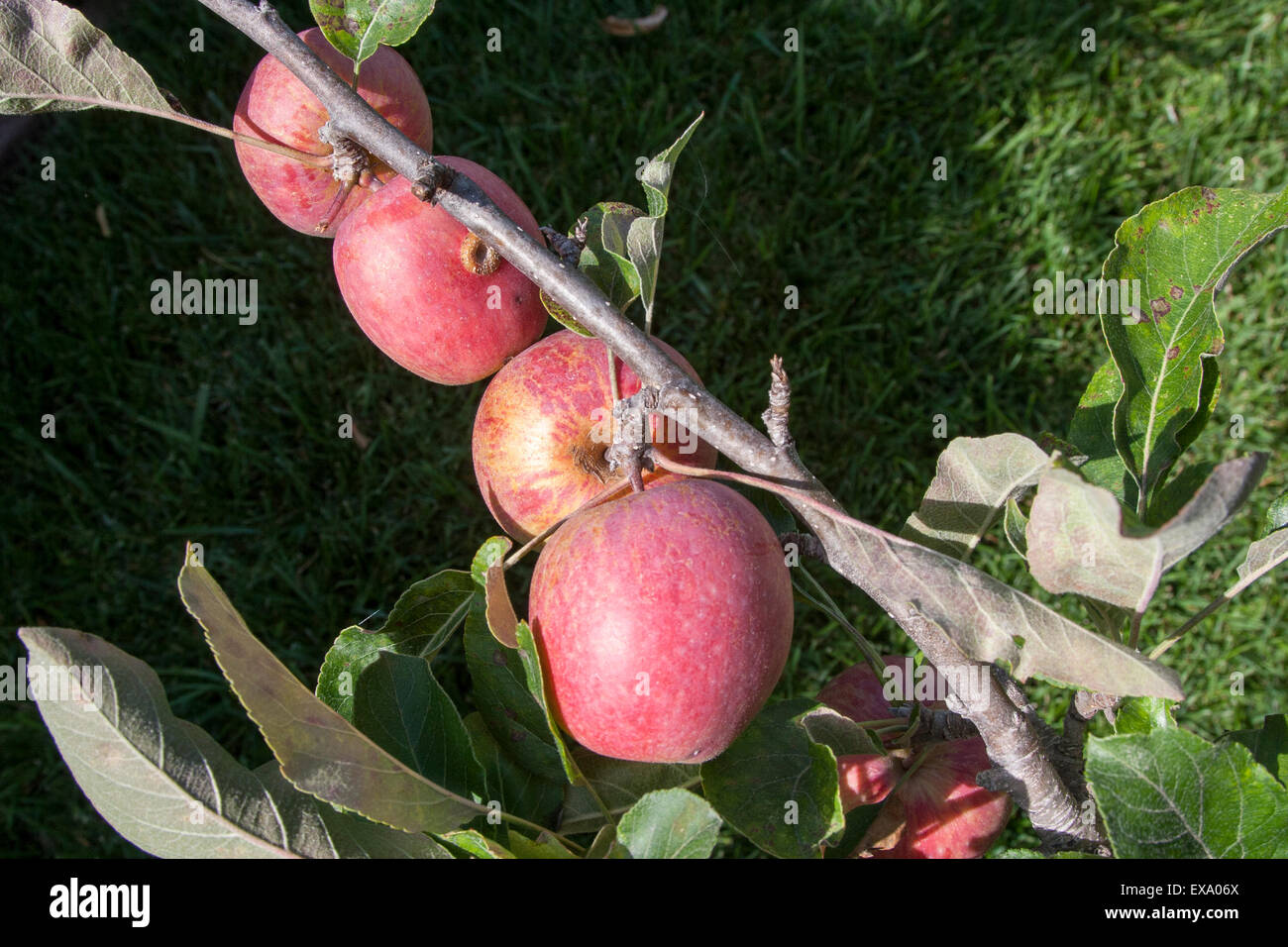 Apples on the backyard tree in California Stock Photo Alamy