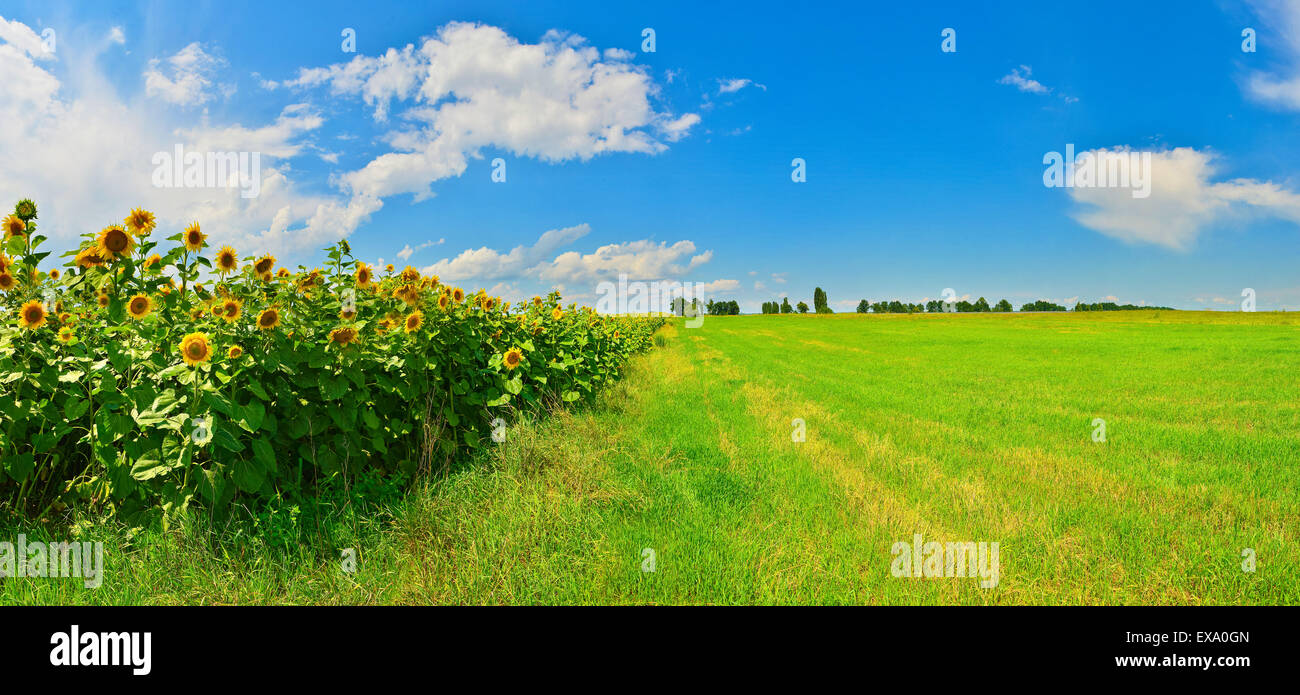 Field of sunflower in summer countryside Stock Photo - Alamy