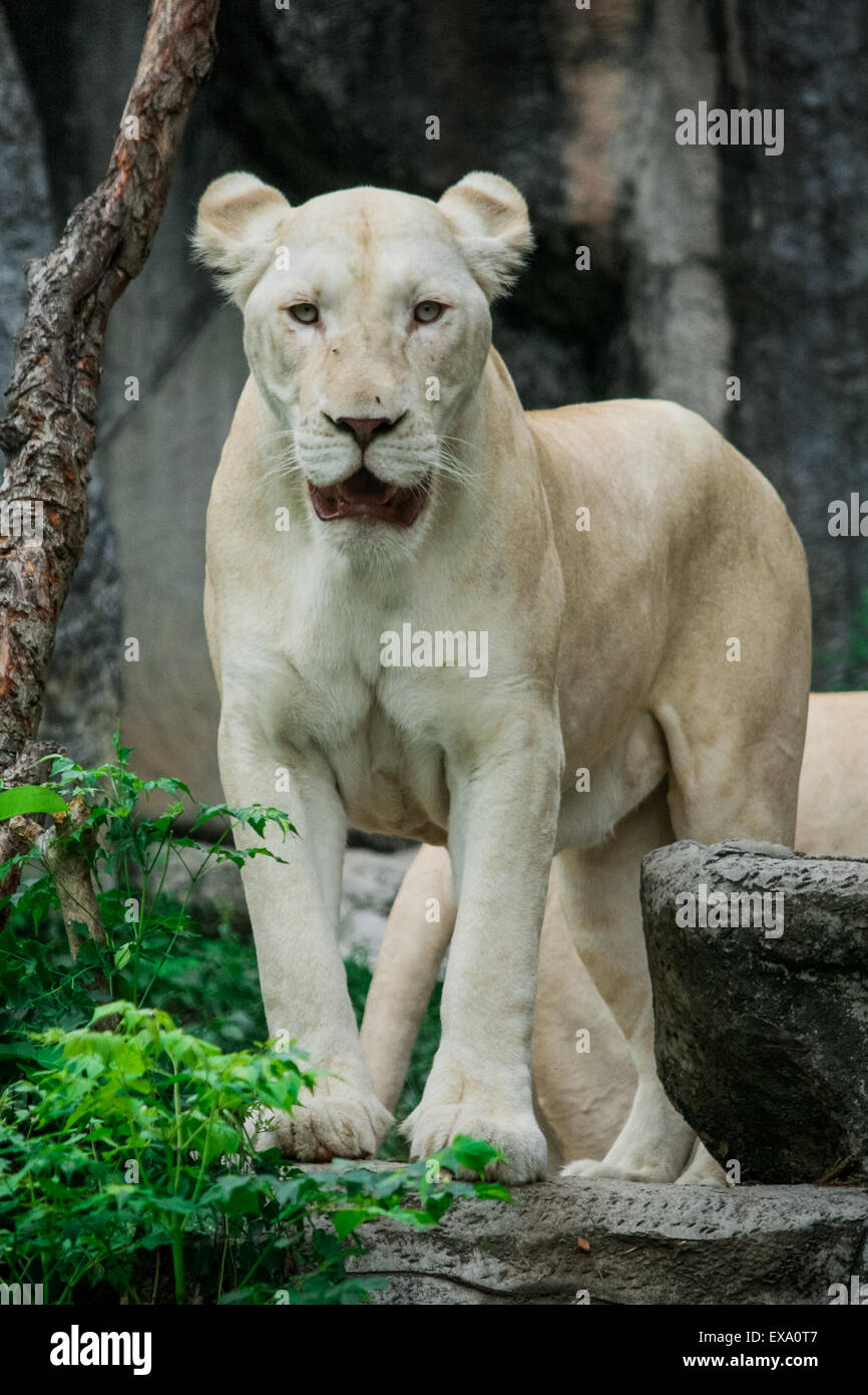 White Female Lion Stock Photo