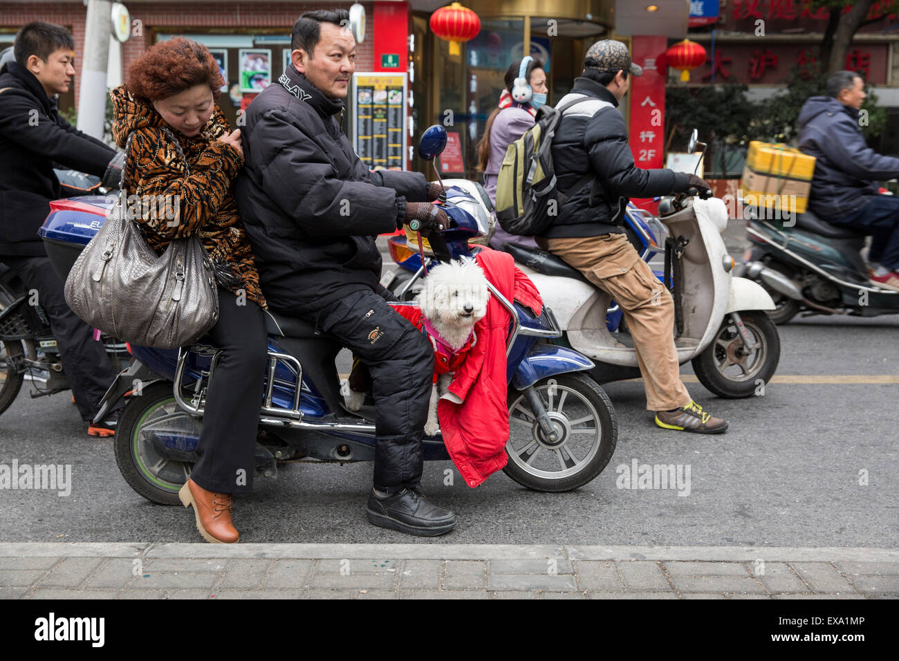 China, Shanghai, Mature couple carrying pet poodle while riding motor