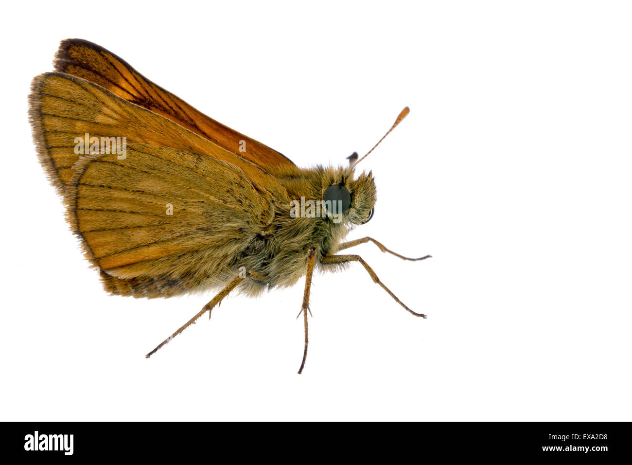 Nice brown butterfly sitting on a white background. Stock Photo