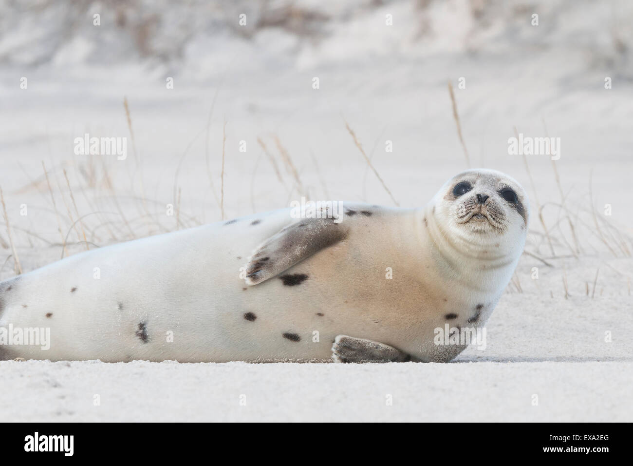 A Harp Seal visits Assateague Island National Seashore in winter to rest.  An uncommon visitor to the the Midatlantic, Harp Seal Stock Photo