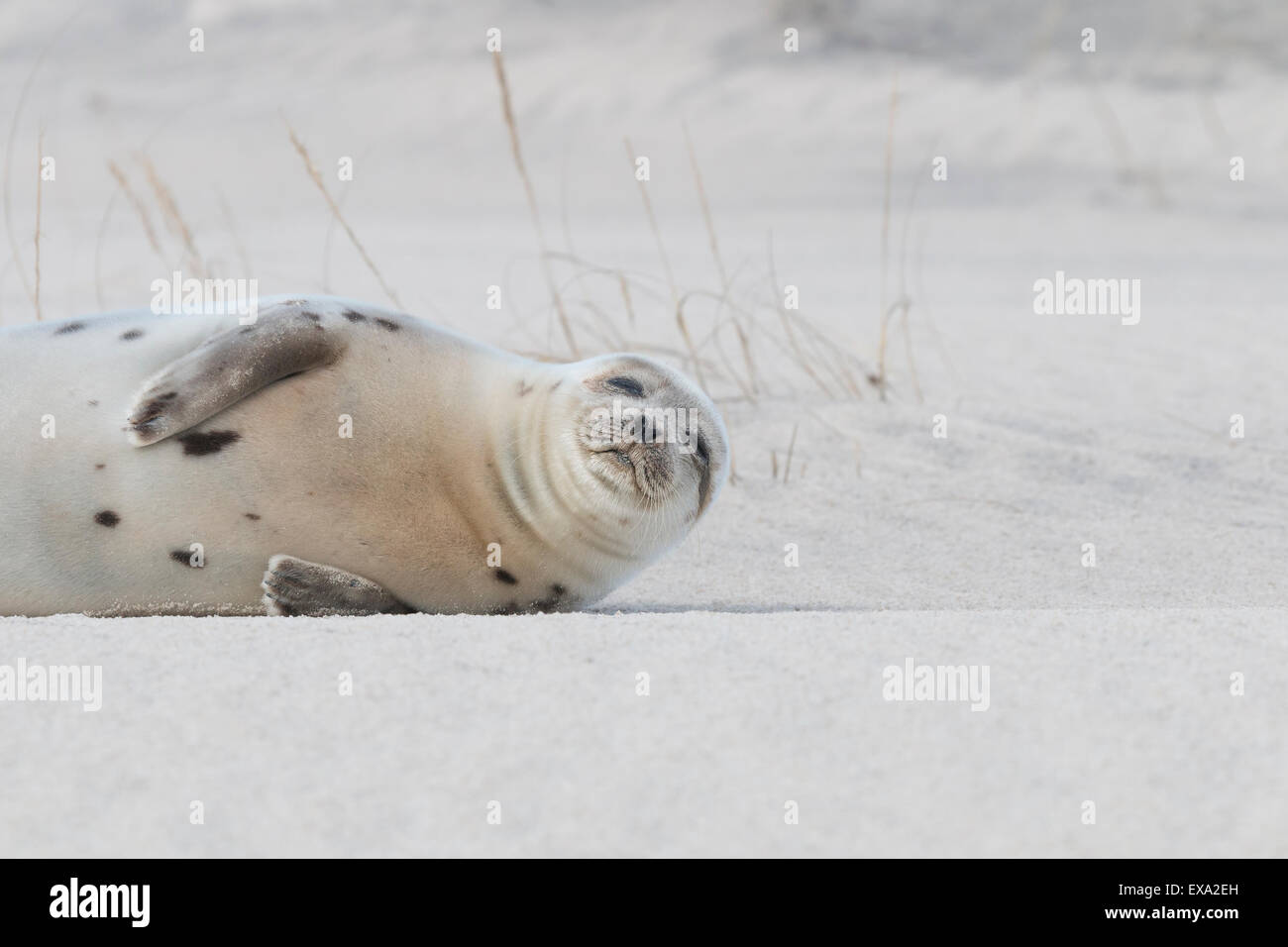 A sleepy Harp Seal visits Assateague Island National Seashore in winter to rest.  An uncommon visitor to the the Midatlantic, Ha Stock Photo