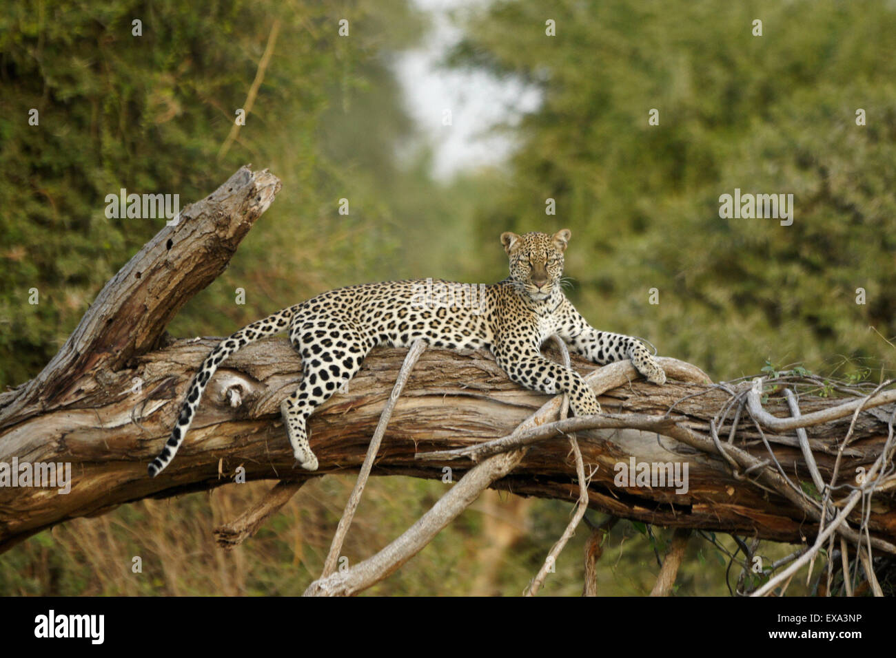 Leopard resting on fallen tree, Samburu, Kenya Stock Photo