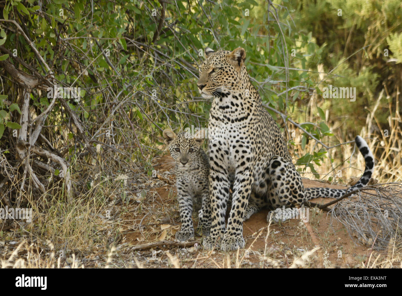African leopards (female and cub), Samburu, Kenya Stock Photo
