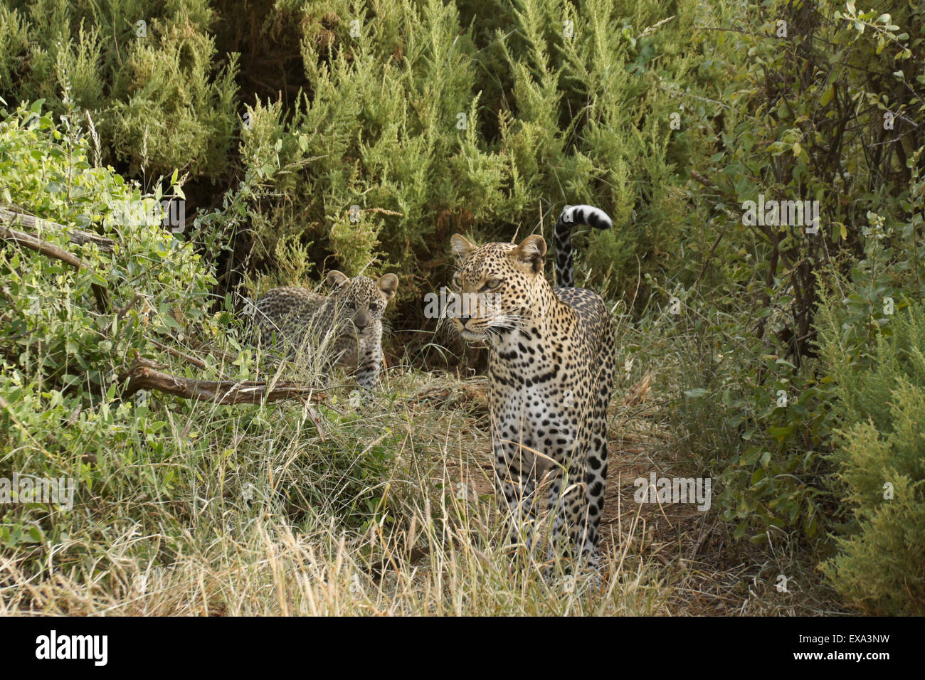 African leopards (female and cub) in bush, Samburu, Kenya Stock Photo