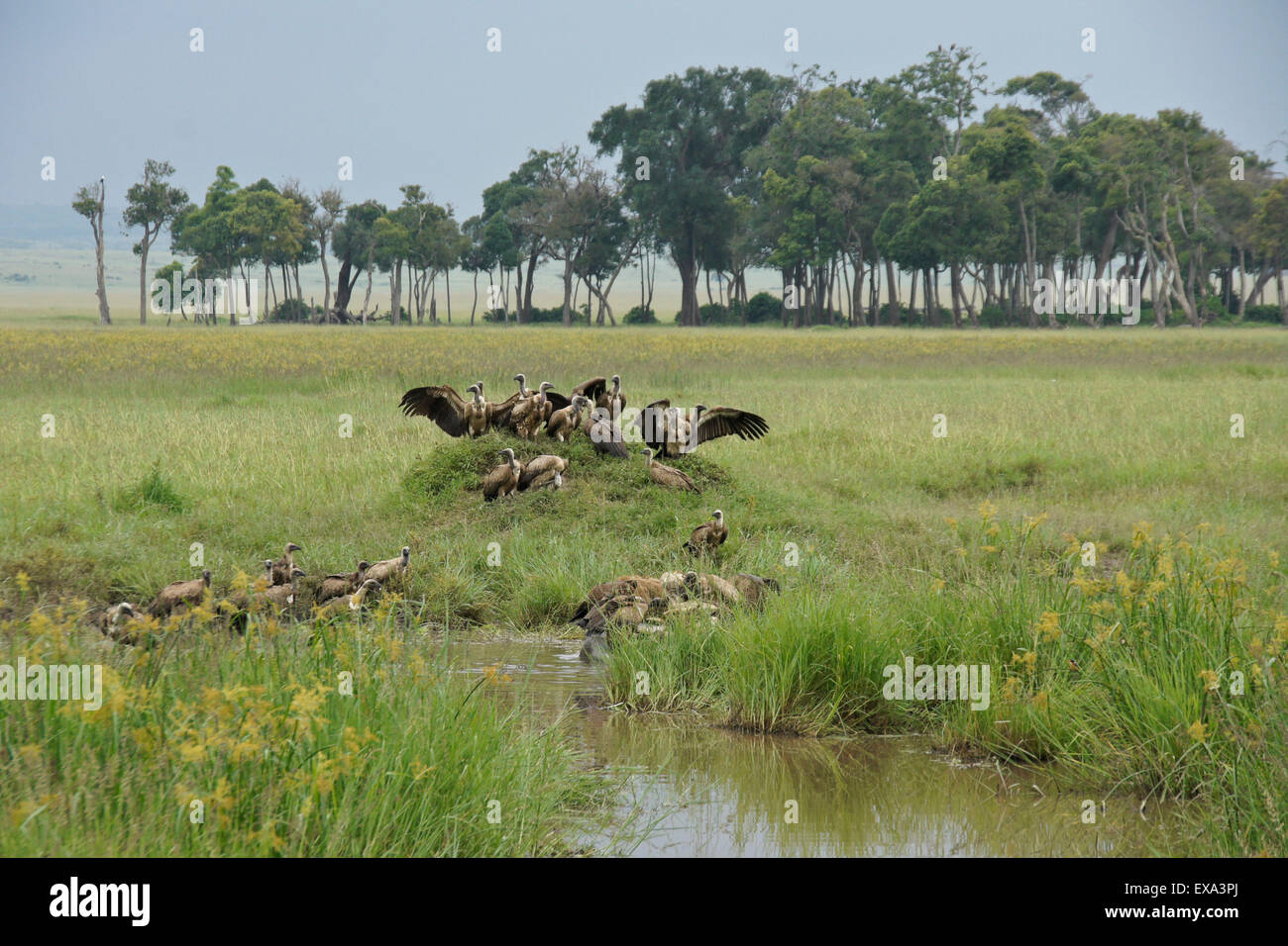 Vultures and spotted hyenas feeding on dead hippo in Musiara Marsh, Masai Mara, Kenya Stock Photo