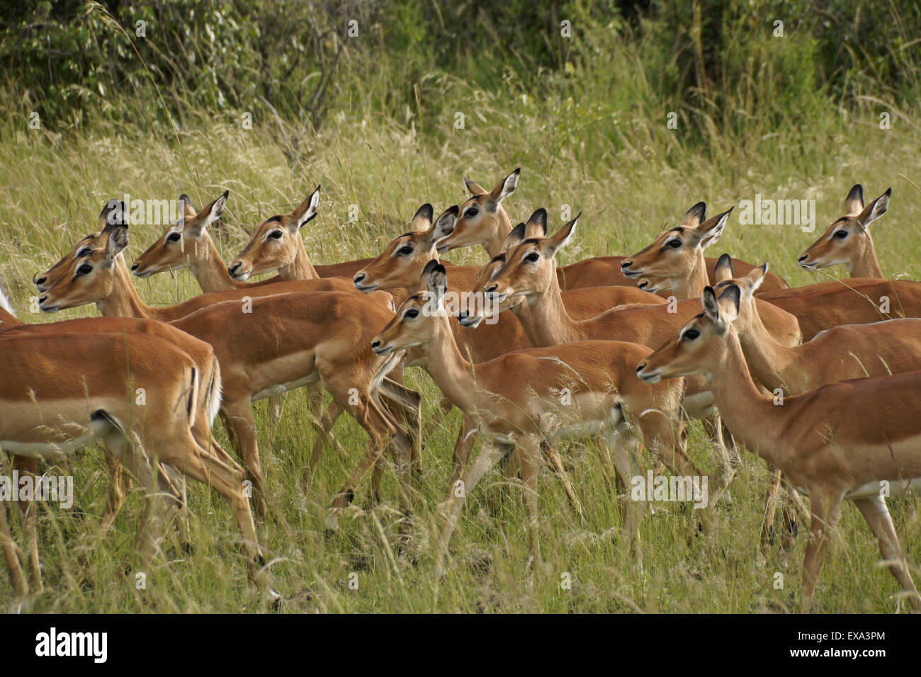 Female impalas, Masai Mara, Kenya Stock Photo