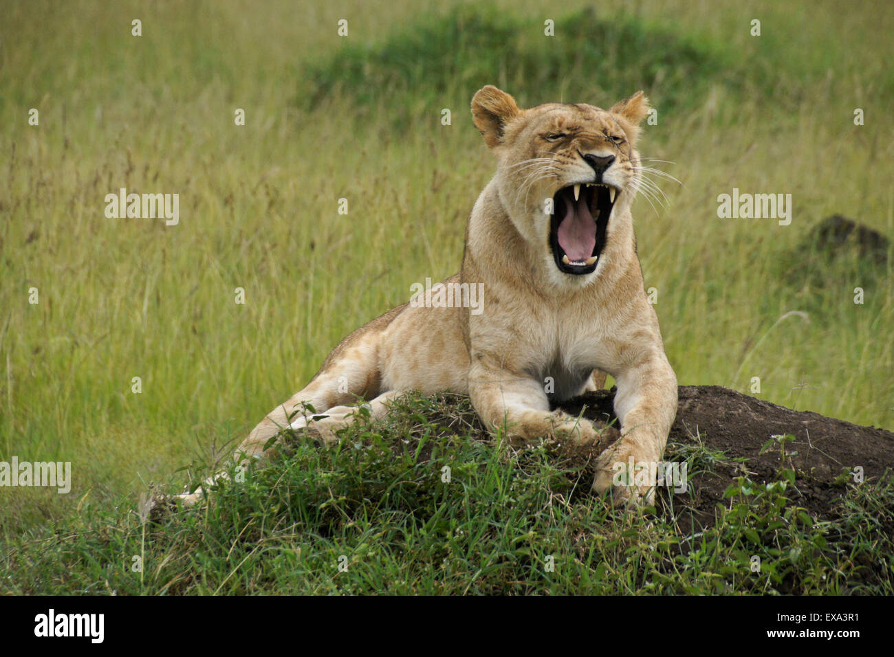 Yawn yawning hi-res stock photography and images - Alamy