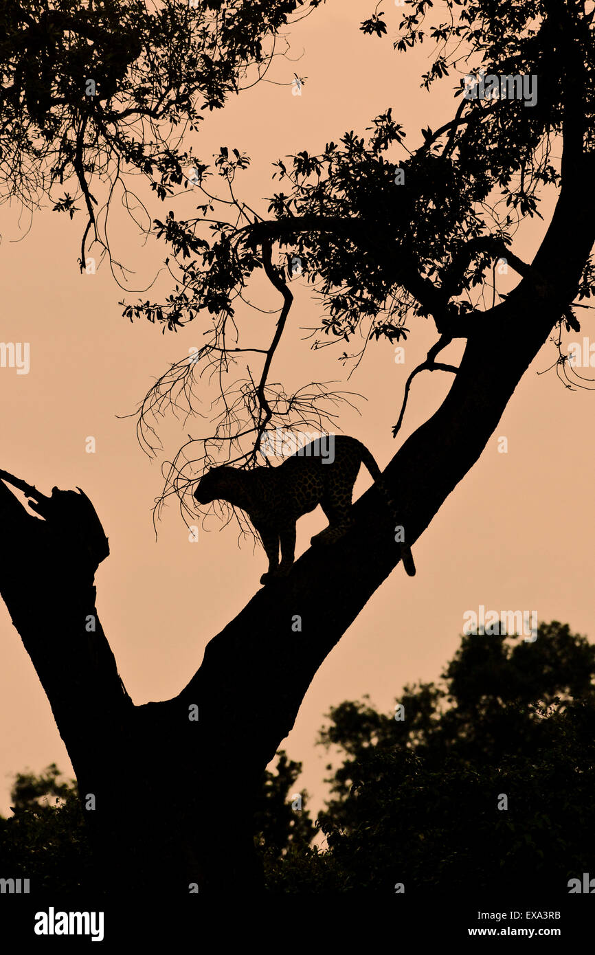Leopard in tree sunset hi-res stock photography and images - Alamy