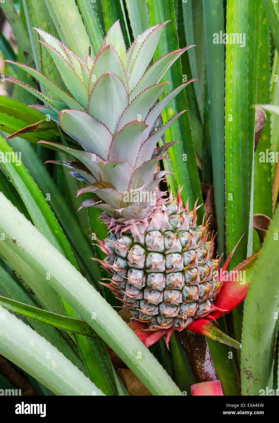 Tropical fruit of pineapple field Stock Photo