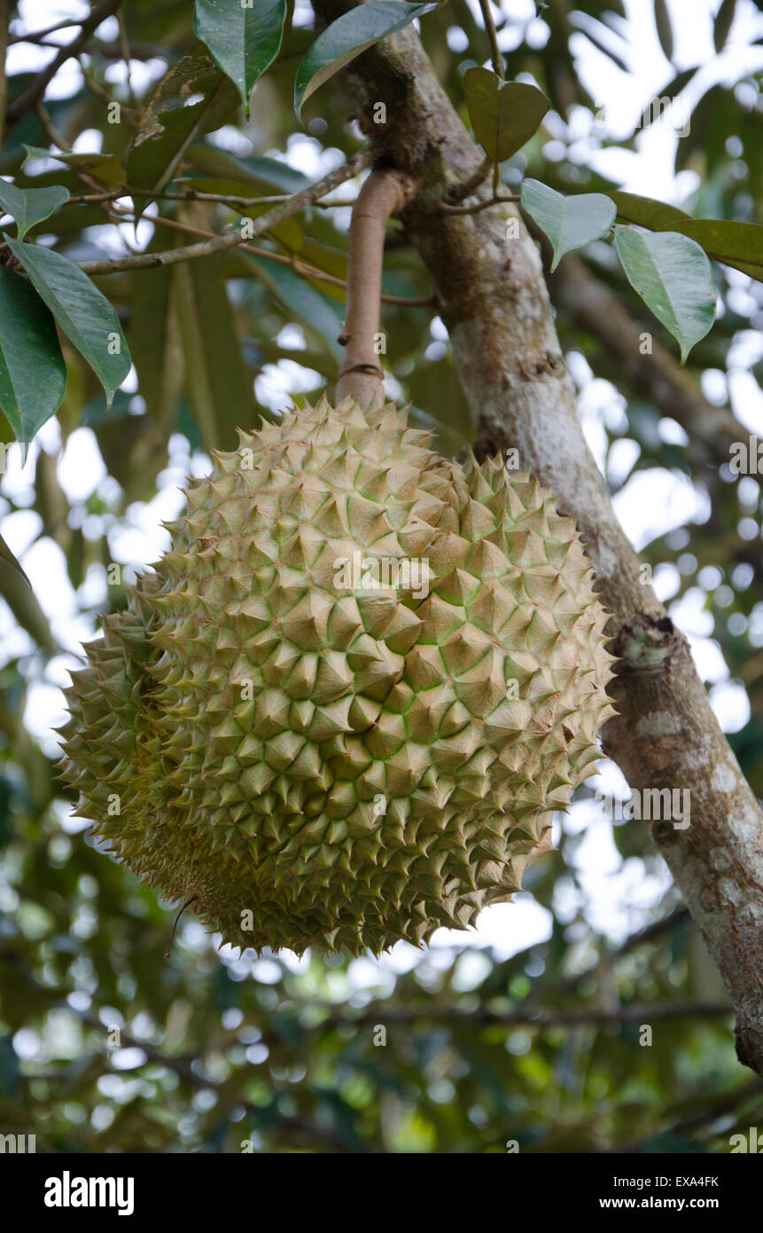 King of fruits, Fresh durian hanging on tree at thailand Stock Photo